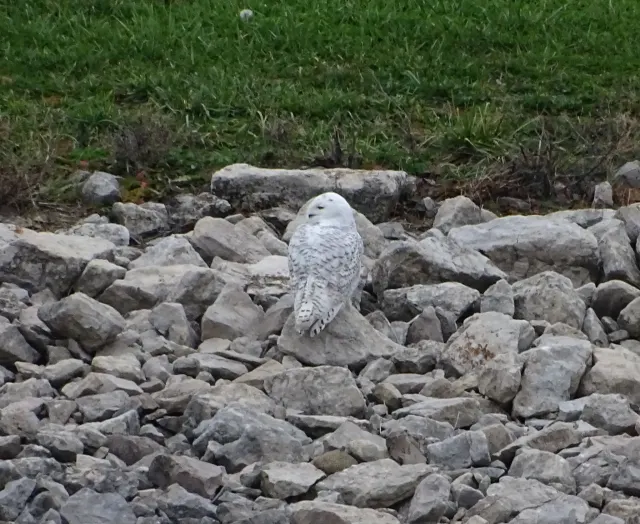 A white snowy owl with dark barring perches on a pile of gray rocks below a strip of green grass.