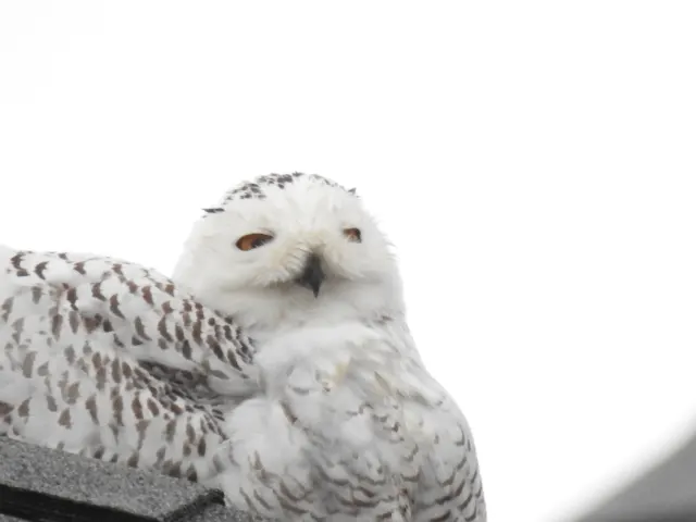 A white snowy owl with brown barring turns its head toward the camera, orange eyes half-closed, against a pale sky.