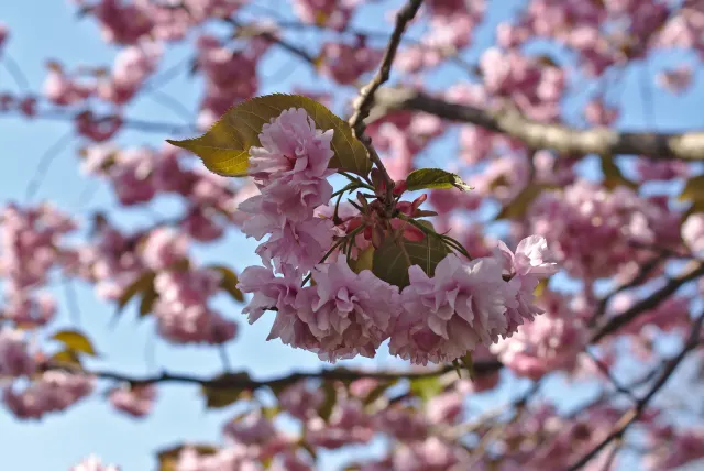 Cluster of ruffled pink double cherry blossoms with bronze leaves on a branch, against a blurred blue sky.