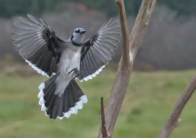 A blue jay with spread wings and fanned tail lands on a bare branch against a blurred green field.