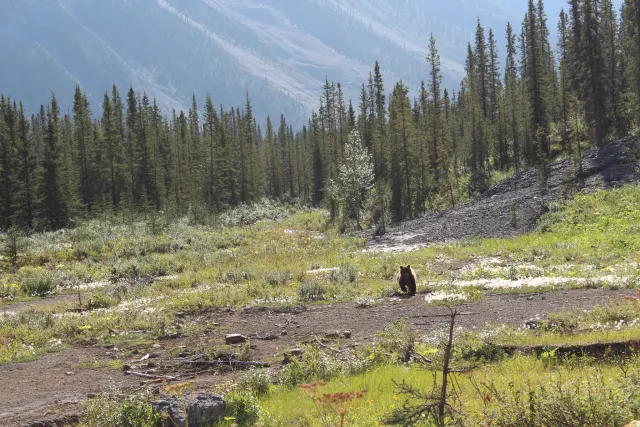 A dark brown bear seen from behind on a dirt clearing with green meadow, conifers and a hazy mountain behind.