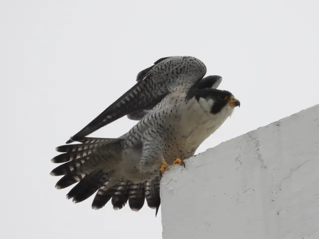 A peregrine falcon on a concrete ledge lifts its wings and fans its barred tail against a plain grey sky.