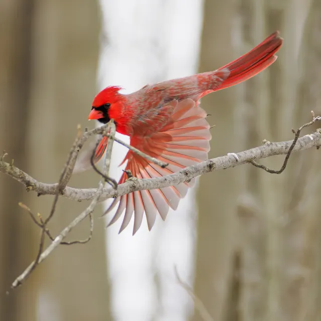 A red male northern cardinal leaps from a bare branch with wings spread against a blurred snowy woodland.