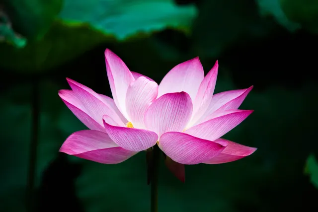 A single open pink lotus flower with a yellow centre against dark, blurred green leaves.