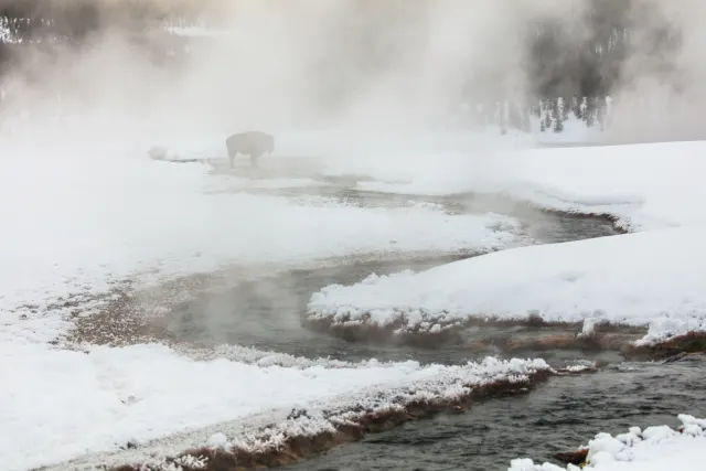 A lone bison stands in drifting steam beside a winding stream through snow in Yellowstone.