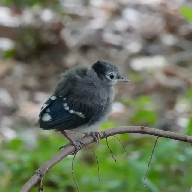 A fluffy gray juvenile blue jay with blue and white wing feathers perches on a thin branch against a blurred forest floor.