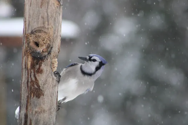 A blue jay clings to a weathered wooden post while snow falls against a soft grey, blurred background.