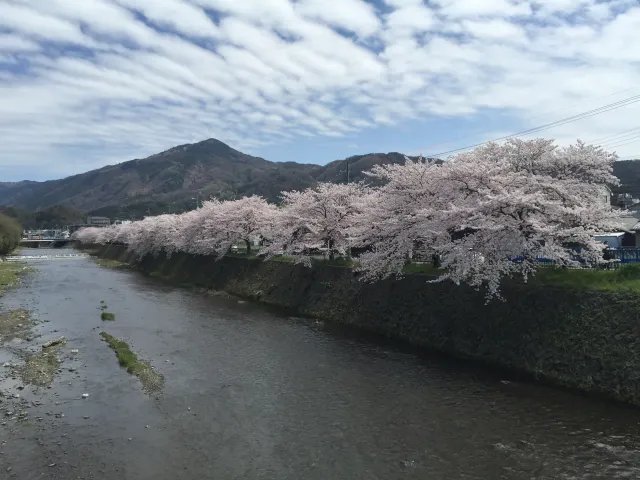 Cherry trees in bloom line a stone river embankment, with a forested mountain and rippled clouds behind.
