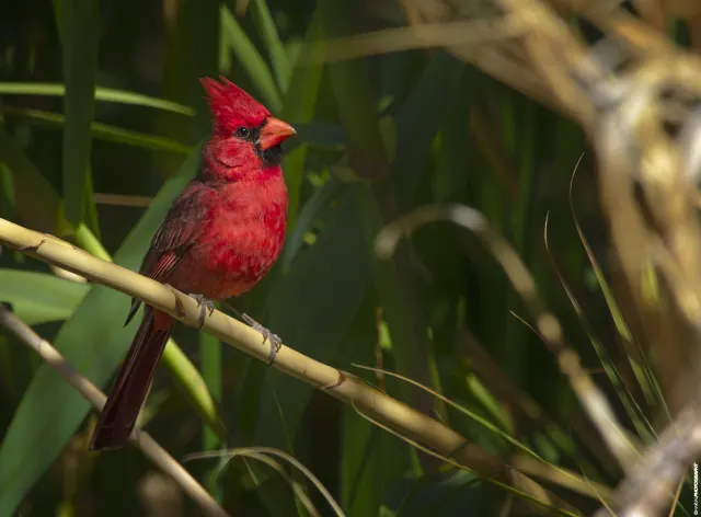 A red male Northern Cardinal with a raised crest perches on a pale stem against dark green reeds.
