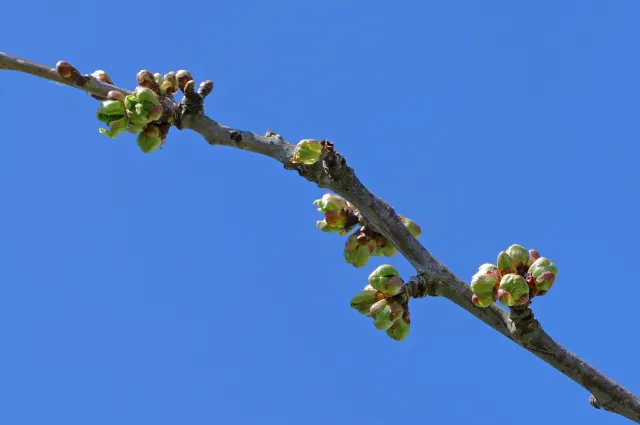 Clusters of green and reddish cherry buds along a bare branch crossing a clear blue sky.