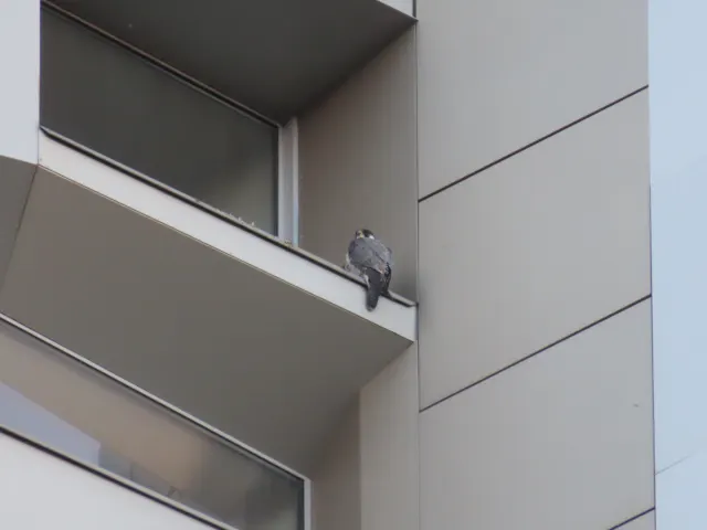 A peregrine falcon perches on a balcony ledge of a beige modern building, seen from below and behind.