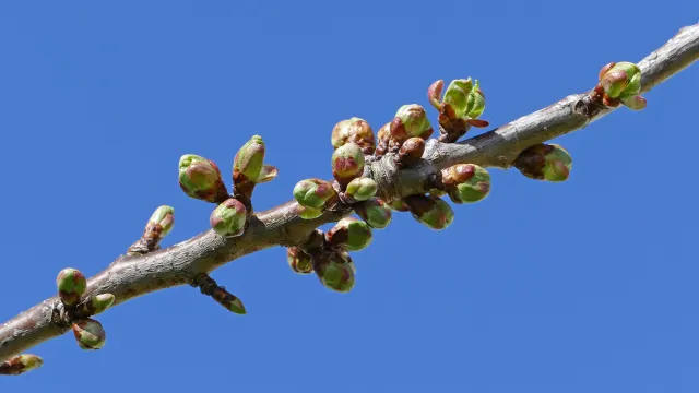 A bare cherry branch with clusters of green and reddish buds runs diagonally across a clear blue sky.