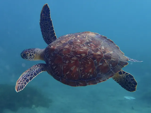 A green sea turtle swims through clear blue water with one front flipper raised above its reddish-brown shell.