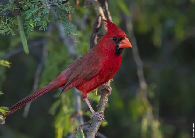 A male red cardinal with a raised crest and orange bill perches on a thin branch against a blurred green background.