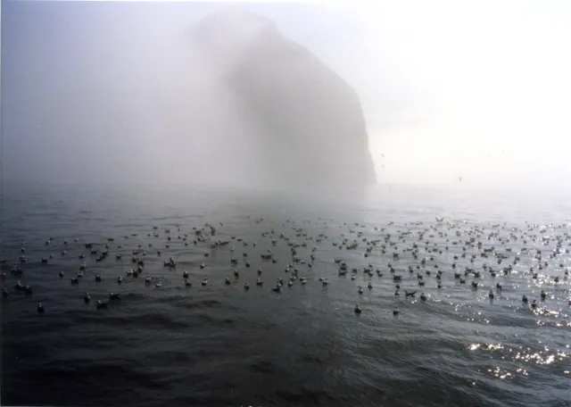 A flock of seabirds floats on dark water in front of a large rock island partly hidden in thick fog.