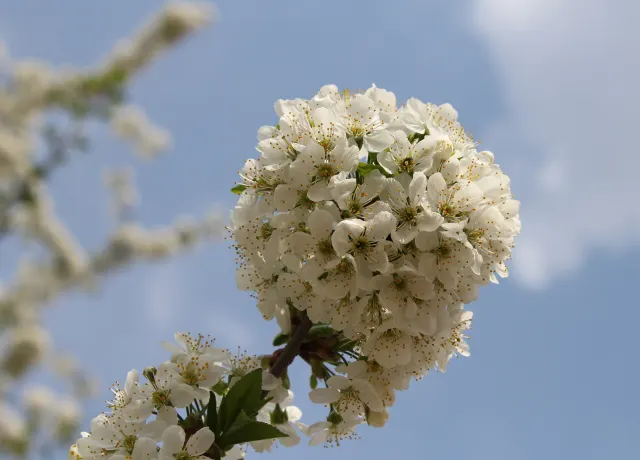A round cluster of white cherry blossoms on a branch against a blue sky with a soft cloud.