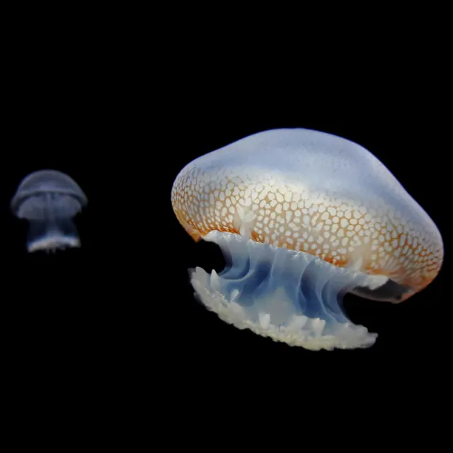 A large pale blue jellyfish with an orange-edged, white-spotted bell drifts in black water beside a smaller, blurred jellyfish.