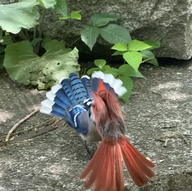 A red bird seen from behind with its tail spread, beside a bird with fanned blue and white wings on gray stone.