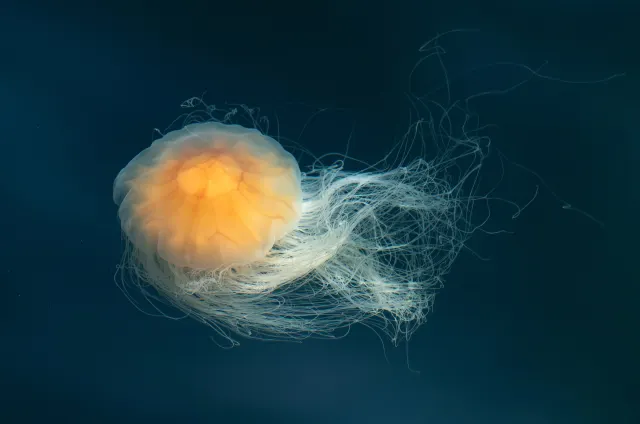 An amber-centred lion's mane jellyfish with long pale tentacles trailing through dark blue-green water.