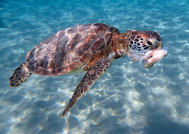 A green sea turtle swims through clear turquoise shallows with a pink morsel in its mouth above a sunlit sandy bottom.