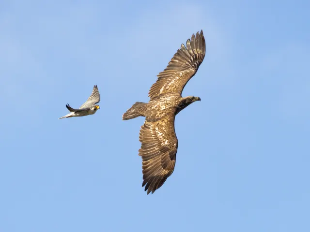 A small peregrine falcon flies behind a large brown raptor with outstretched wings against a clear blue sky.