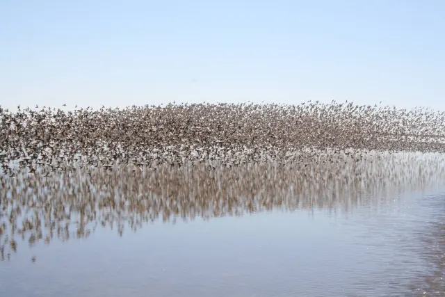 A dense flock of small shorebirds flies low over calm shallow water, mirrored in the surface under a pale blue sky.