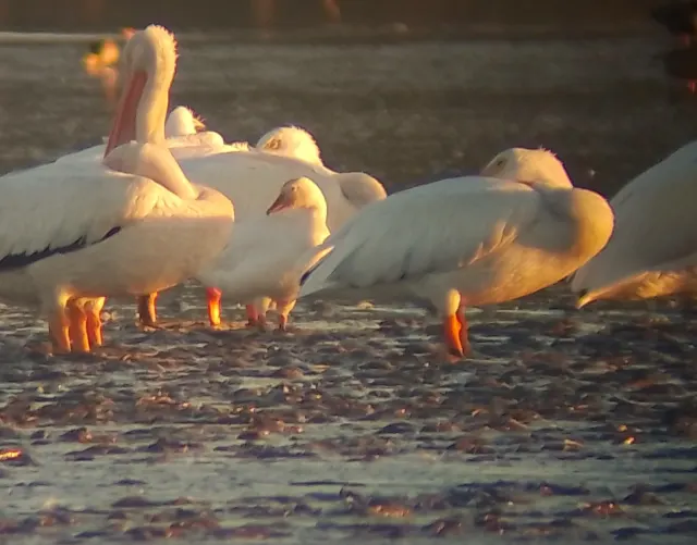 A flock of white birds with orange bills and legs rests on a wet shore in warm, low evening light.