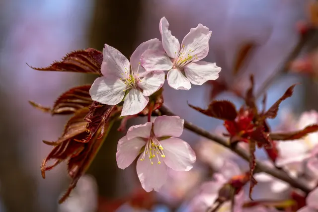 Three pale pink cherry blossoms on a branch with reddish new leaves against a soft purple blurred background.