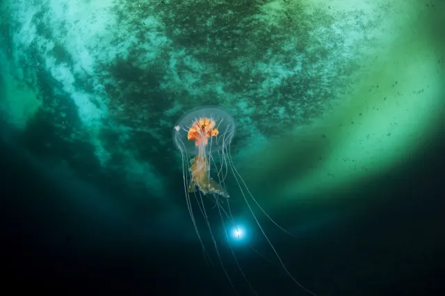 A small orange-centred jellyfish with long trailing tentacles floats in dark water beneath glowing green sea ice.