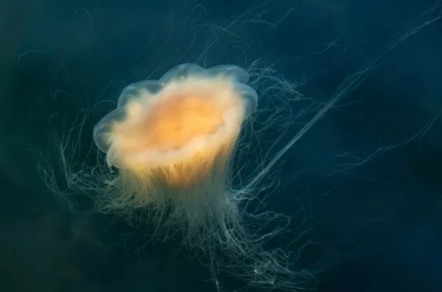A glowing amber lion's mane jellyfish with long pale tentacles floats in dark blue-green water.