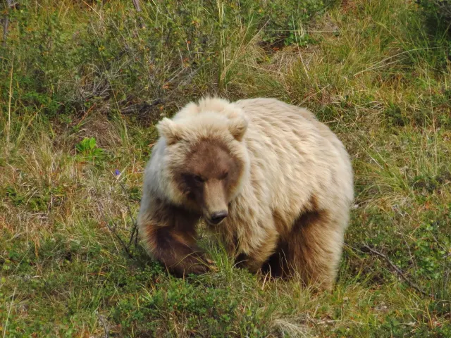 A pale cream-coloured grizzly bear with a dark face and legs walks through grass and low shrubs.