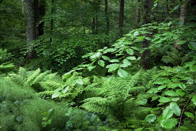 Green fern fronds and horsetail in a shaded forest, with broad leaves in front and slender tree trunks behind.