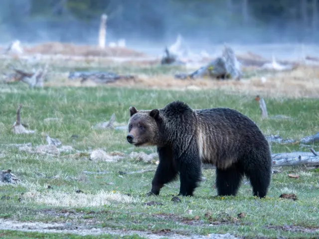 A grizzly bear walks across a green meadow dotted with old logs, with mist and dark trees behind it.