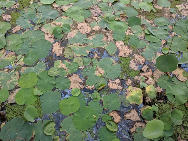 Round green and brown leaves float across dark pond water, with small patches of bright green algae between them.