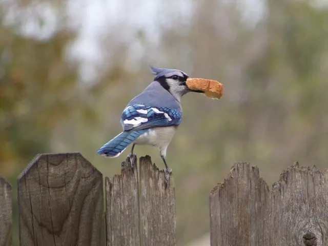 A blue jay perched on a wooden fence post holding a piece of bread in its beak, against a blurred green background.