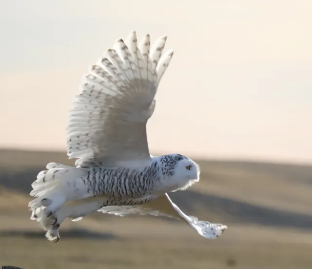 A snowy owl flies left to right with wings raised over a blurred tan prairie and pale peach sky.