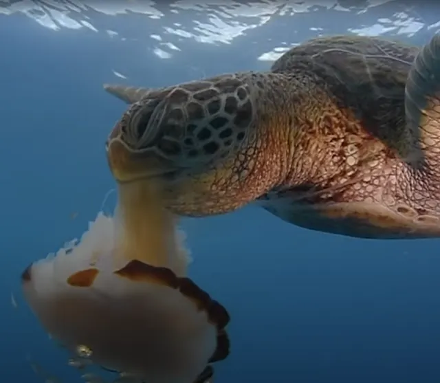 A green sea turtle in blue water bites into a large pale jellyfish with a rust-brown edge.