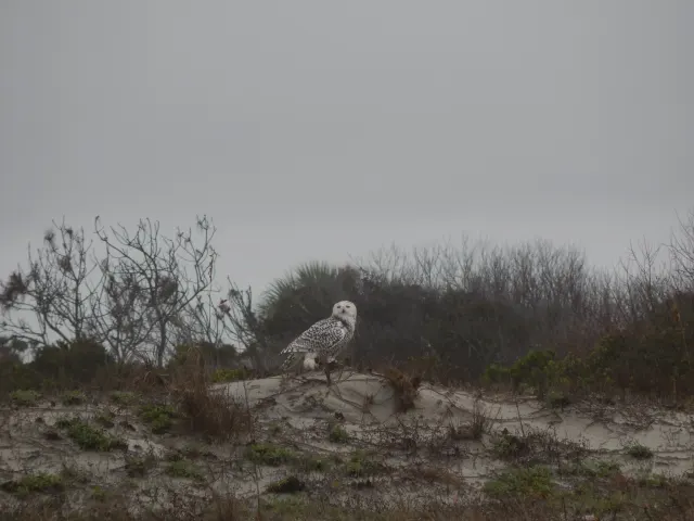 A white, dark-flecked snowy owl perches on a sandy dune with scrub behind it under a flat grey sky.