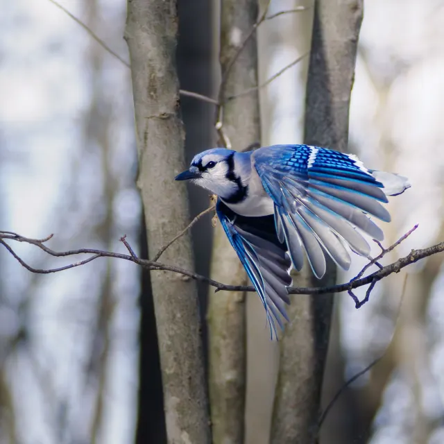 A blue jay with fanned blue wings takes off from a thin branch in front of grey tree trunks.
