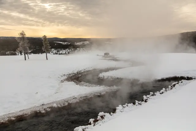 A lone bison stands in mist beside a steaming stream winding through a snowy meadow under a golden, cloudy sky.