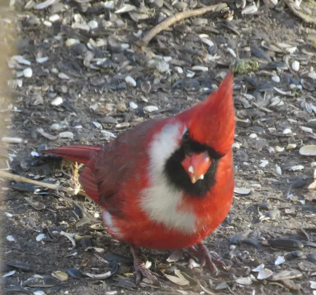 A red male northern cardinal with a black face mask stands on ground covered in sunflower seed husks, facing the camera.