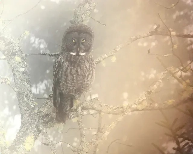 A great gray owl perched on a lichen-covered branch, facing forward in warm, hazy light.