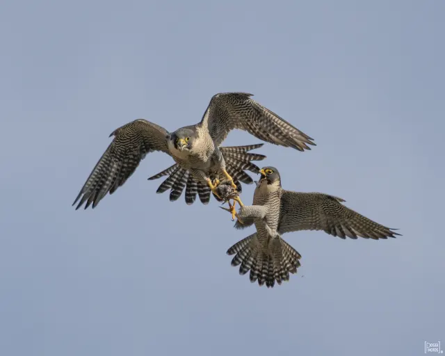 Two peregrine falcons with spread wings meet in a clear blue sky, one holding a small prey item in its talons.