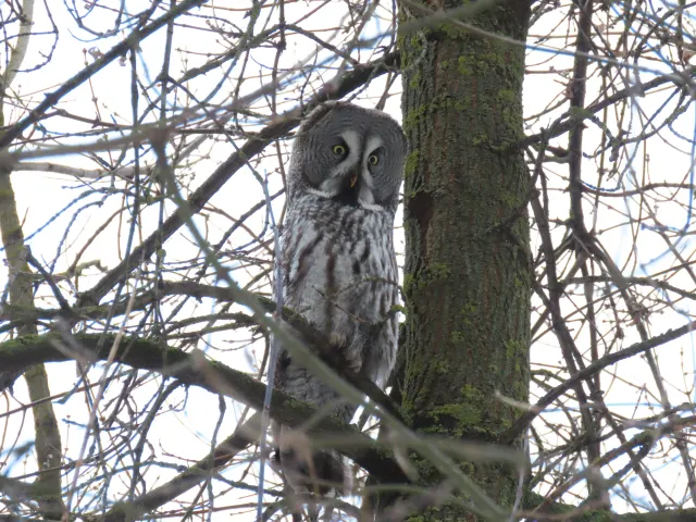 A great gray owl perches on a bare branch beside a mossy tree trunk, facing the camera with yellow eyes.