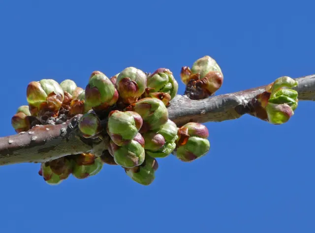 Clusters of green and reddish cherry buds along a bare branch against a deep blue sky.