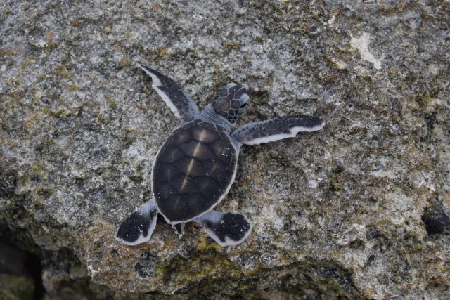A tiny green sea turtle hatchling with outstretched flippers crawls across a grey, lichen-speckled rock.