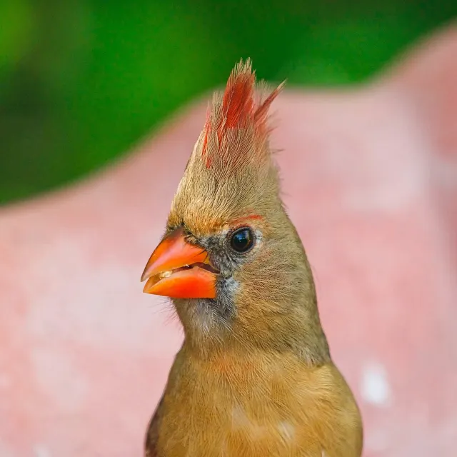 Close-up profile of a female Northern Cardinal with a red-tipped crest and orange bill against a blurred green and pink background.