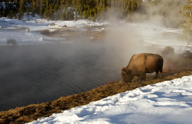 A bison grazes on dry grass beside a steaming dark pool, with snowy banks and evergreen forest behind in the mist.