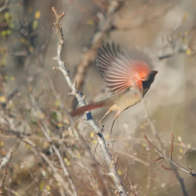 A cardinal with orange-red wings spread takes off from a bare branch against a soft, blurred background of twigs.