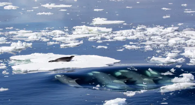 A seal rests on an ice floe while a group of killer whales swims just beneath the blue surface nearby.